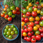 How to Grow Peanuts in Soil from Store-Bought Nuts: Turn a Simple Snack into a Homegrown Harvest