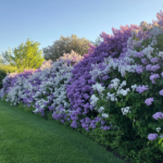 🌸 There’s One Job You MUST NOT Do to Your Hydrangeas in Fall (And Four Things You Really Should) 🌸