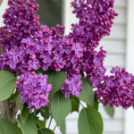 🌸 Beautyberry: A Stunning and Practical Addition to Your Garden 🌿