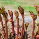 Mosquitoes Really Don’t Like These 8 Smells – Make Sure to Plant These This Summer! 🌱🦟